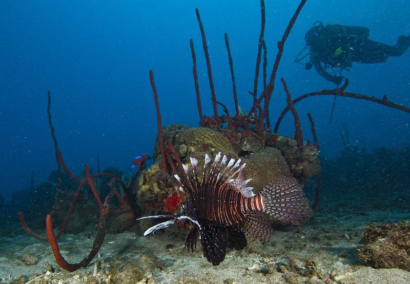 bouillante anse a la barque 8dec2013_17.jpg